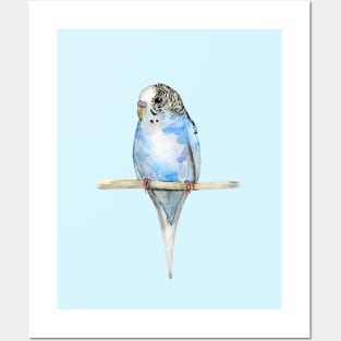 Blue spotted budgerigar watercolor Posters and Art